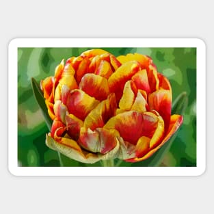 Tulipa  &#39;Cilesta&#39;    Double Early Group  Tulip   Artistic filter applied to photo Sticker